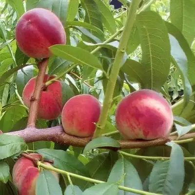 Персик КИЕВСКИЙ РАННИЙ в Осиповичах