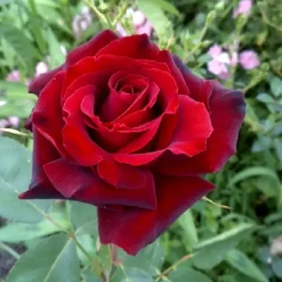 Роза ТАБУ чайно-гибридная в Осиповичах