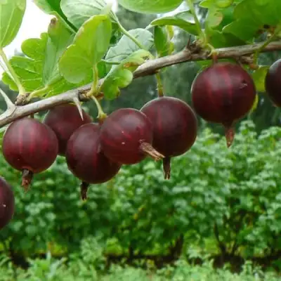 саженцы крыжовника крыжачок