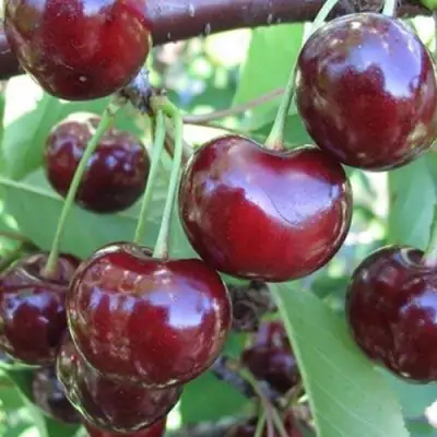 Вишня ЖАДАНА в Осиповичах