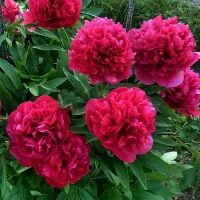 Пион БЕЛГРАВИЯ травянистый в Осиповичах