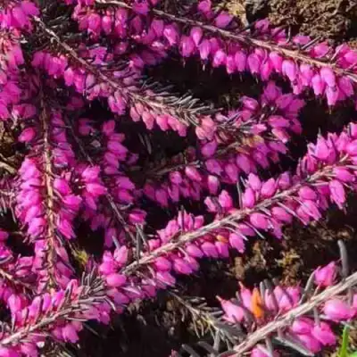 ЭРИКА "АЛЬПИЙСКИЙ ВЕРЕСК" (зимующая) сорт АТРОРУБРА в Осиповичах