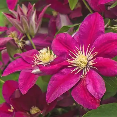 Клематис ЭРНЕСТ МАРКХАМ в Осиповичах