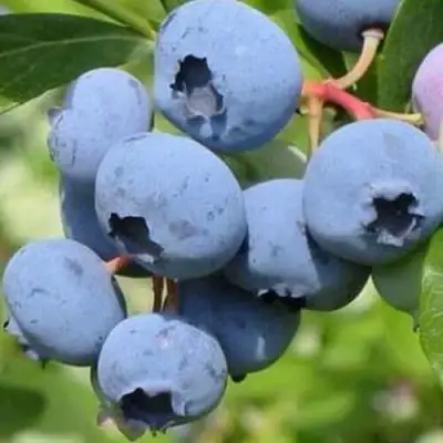 Голубика ДАРРОУ в Осиповичах