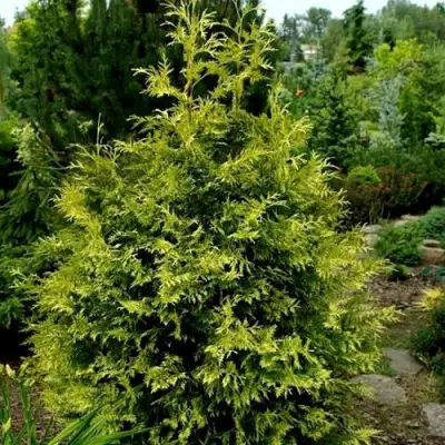 Туя ЗЕБРИНА ЭКСТРА ГОЛД складчатая в Осиповичах