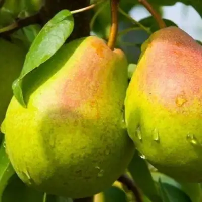 Груша ФЛЕЙТА в Осиповичах