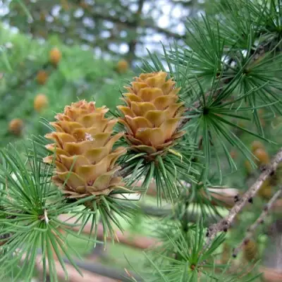 Лиственница КЕМПФЕРА в Осиповичах