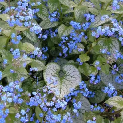 Бруннера ДЖЭК ФРОСТ в Осиповичах