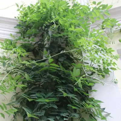 Глициния макростахия БЛЮ МУН в Осиповичах