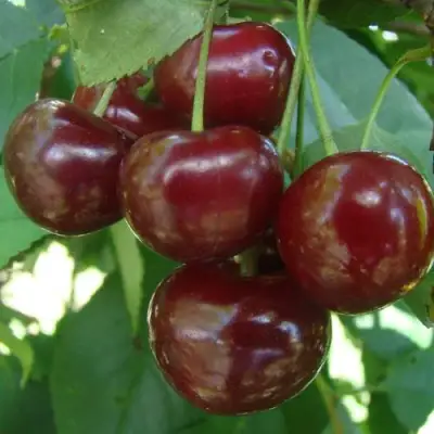 Дюк КОРМИЛИЦА в Осиповичах