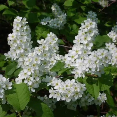 Черемуха ПАМЯТИ САЛАМАТОВА в Осиповичах