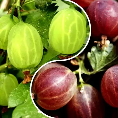 Комплект СКАЗКА в Осиповичах