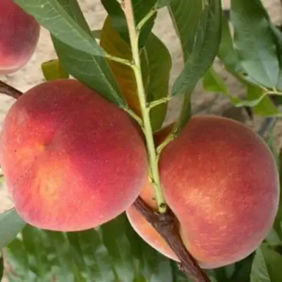 Персик ЮБИЛЕЙ СТОЛИЦЫ колонновидный в Осиповичах