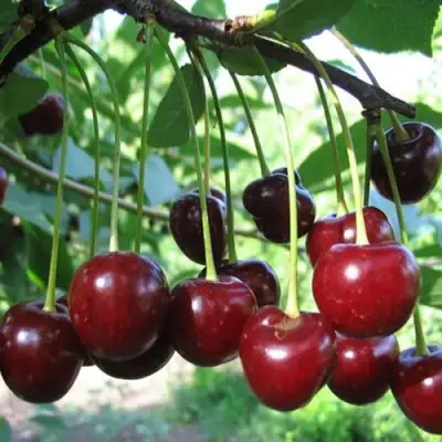 Вишня БЫСТРИНКА в Осиповичах