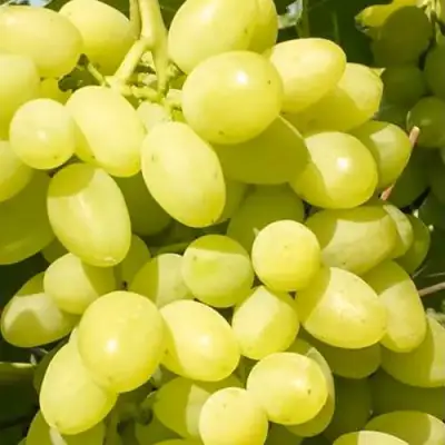 Виноград ДОЛГОЖДАННЫЙ в Осиповичах