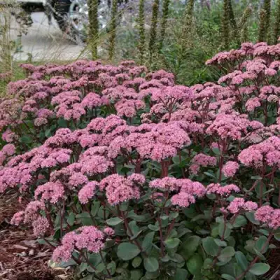 Очиток (седум) МАТРОНА в Осиповичах