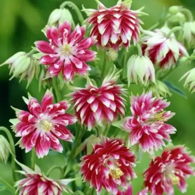 Аквилегия БАРЛОУ НОРА гибрид МакКаны в Осиповичах