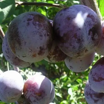 Слива РЕНКЛОД ХАРИТОНОВОЙ в Осиповичах