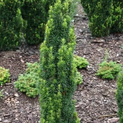 Тис ВОЙТЕК средний  в Осиповичах