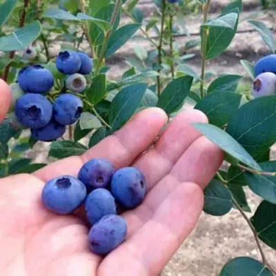 Голубика НОРТ КАНТРИ в Осиповичах