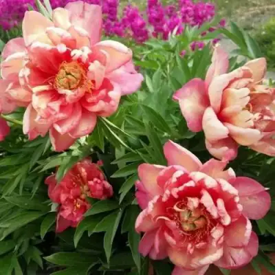 Пион ДЖУЛИЯ РОУЗ ито-гибрид в Осиповичах