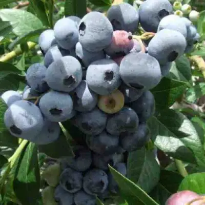 Голубика КРОЭТЭН в Осиповичах