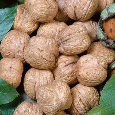 Грецкий орех ПРЕЗИДЕНТ в Осиповичах