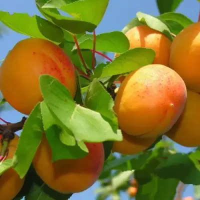 Абрикос КИЕВСКИЙ РАННИЙ в Осиповичах