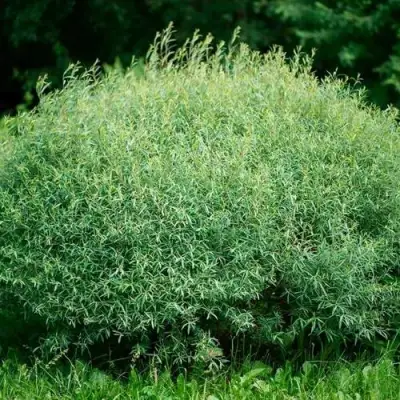 Ива НАНА пурпурная в Осиповичах