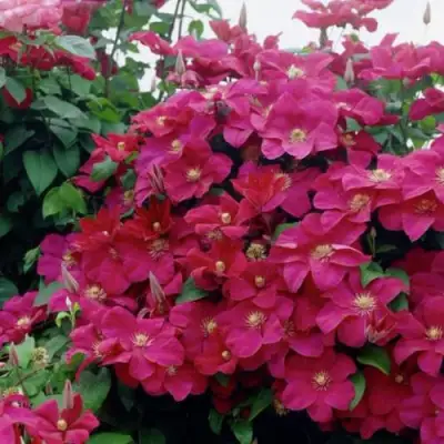 Клематис РУЖ КАРДИНАЛ в Осиповичах