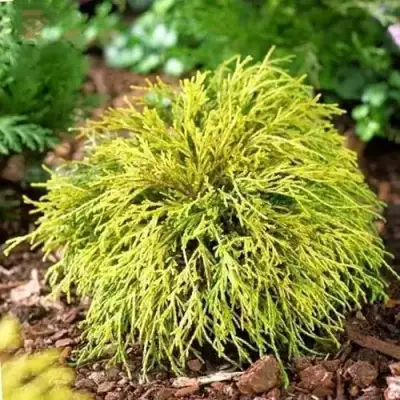 Кипарисовик ВАВЕЛ горохоплодный в Осиповичах