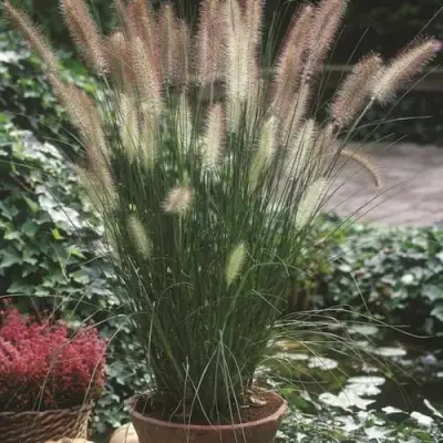 Пеннисетум ХАМЕЛН в Осиповичах