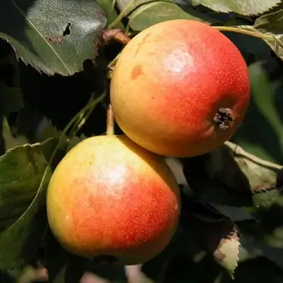 Груша АЛЁНУШКА в Осиповичах