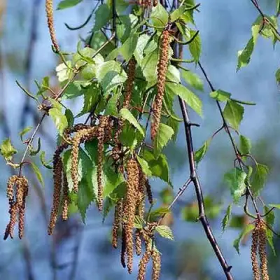 Береза ПОВИСЛАЯ в Осиповичах