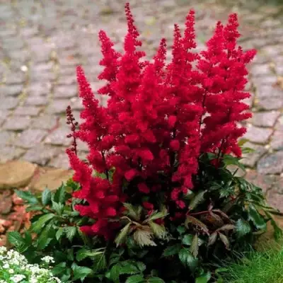 Астильба ГЛАТ Арендса в Осиповичах