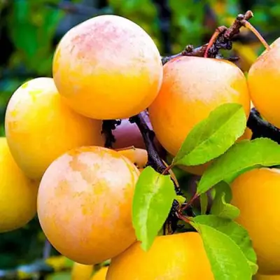 Слива МИНСКАЯ в Осиповичах