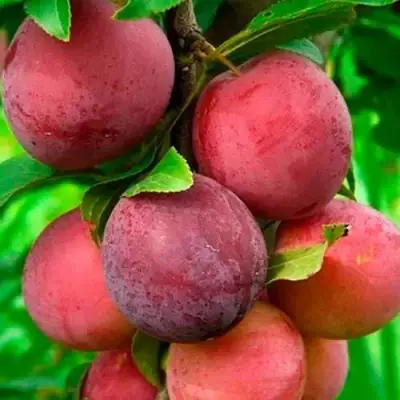 Слива КЛЕОПАТРА в Осиповичах