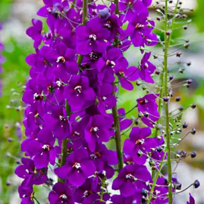 Коровяк ВИОЛЕТТА (вербаскум) в Осиповичах