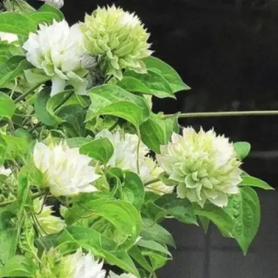 Клематис КОХАНА в Осиповичах