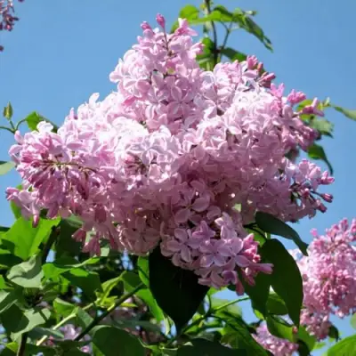 Сирень БУФФОН в Осиповичах