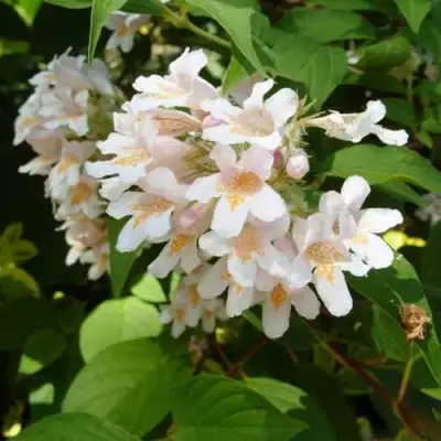 Кольквиция прелестная в Осиповичах