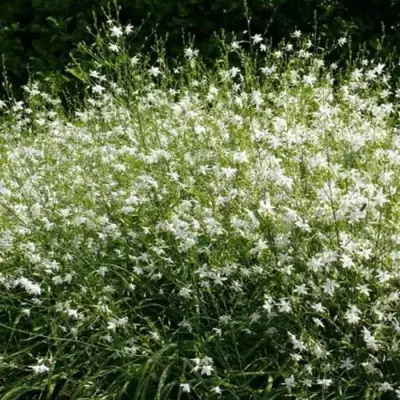 Венечник ветвистый в Осиповичах