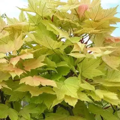 Клен ложноплатановый в Осиповичах