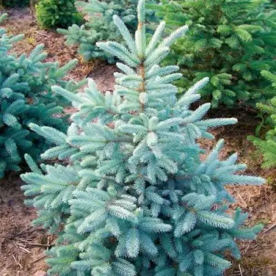 Ель КЕЙБАБ колючая в Осиповичах