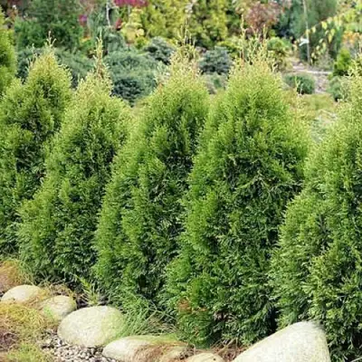 Туя СМАРАГД ВИТБОНТ западная в Осиповичах