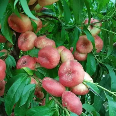 Нектарин КОНЦЕТТИНА в Осиповичах