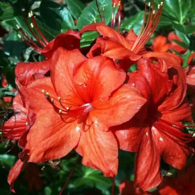 Азалия ДОЛОРОСО листопадная в Осиповичах