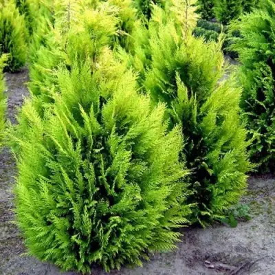 Кипарисовик ИВОНЕ лавсана в Осиповичах