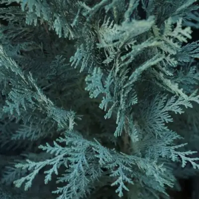 Кипарисовик ВАН ПЕЛЬТС БЛЮ лавсона в Осиповичах