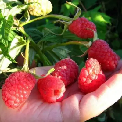 Малина ГОРДОСТЬ РОССИИ в Осиповичах